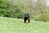 BEAUCERON - PUPPIES 331